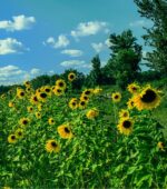 Sunflowers in a field on a sunny day